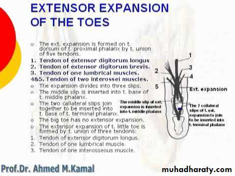 Front of the leg and dorsum of the foot