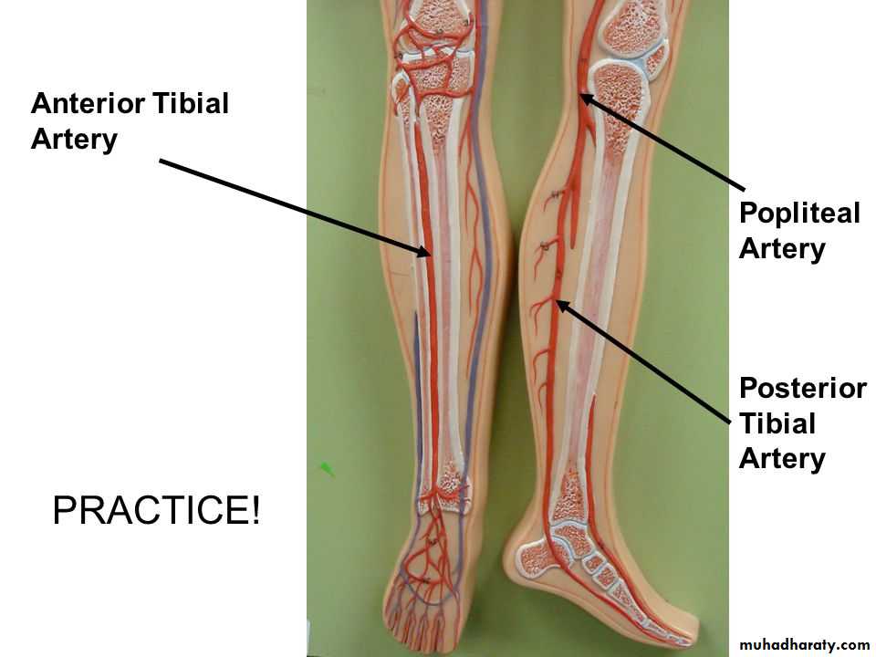Front of the leg and dorsum of the foot