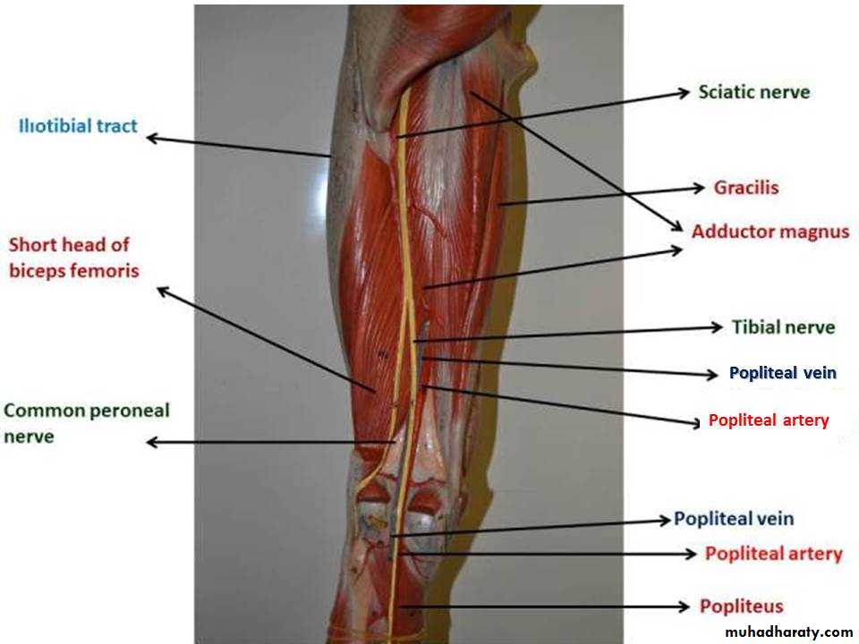 Front of the leg and dorsum of the foot