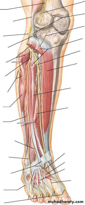 Front of the leg and dorsum of the foot