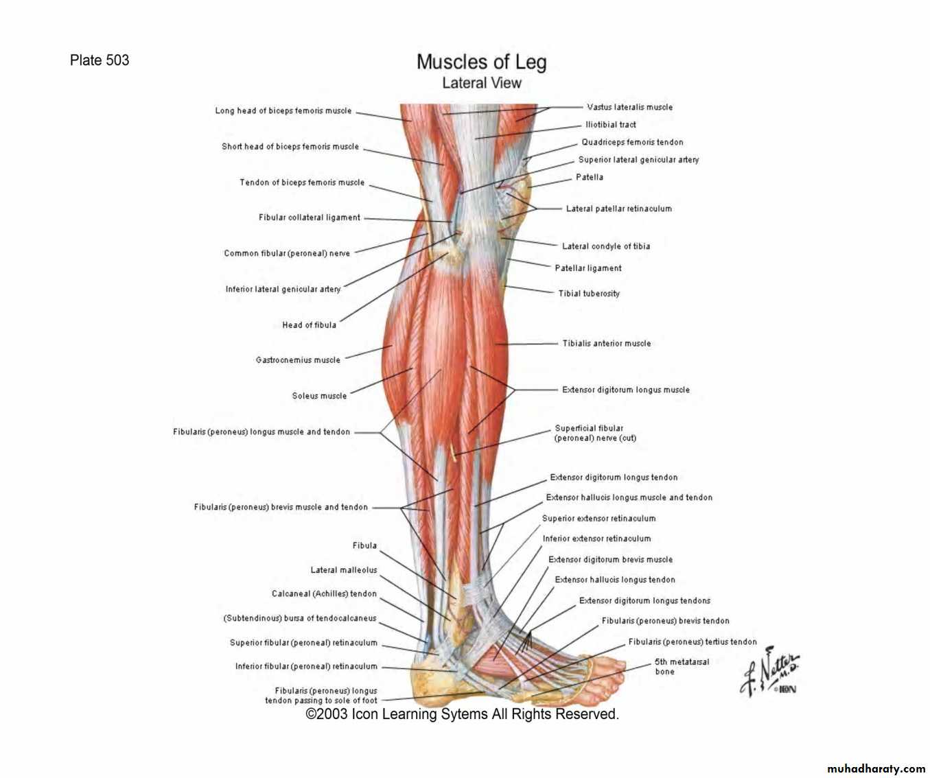 Front of the leg and dorsum of the foot