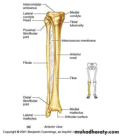 Front of the leg and dorsum of the foot