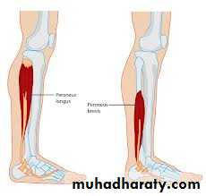 Front of the leg and dorsum of the foot