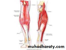 Front of the leg and dorsum of the foot