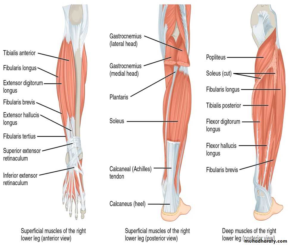 Front of the leg and dorsum of the foot