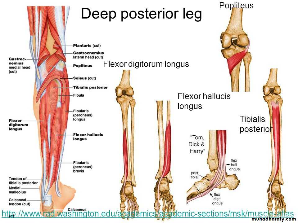 Front of the leg and dorsum of the foot
