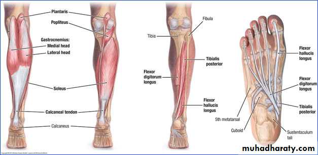 Front of the leg and dorsum of the foot