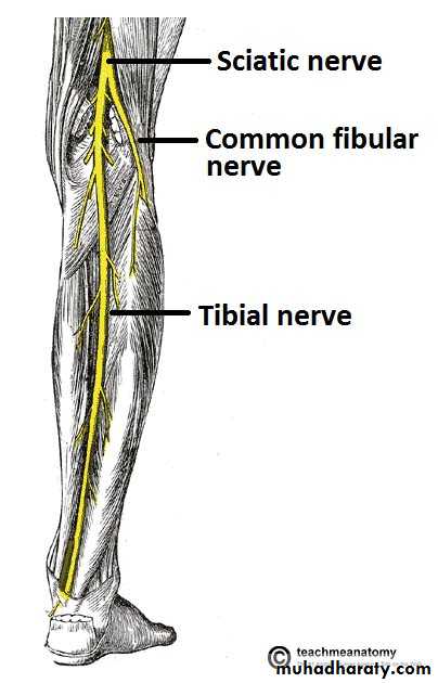 Front of the leg and dorsum of the foot