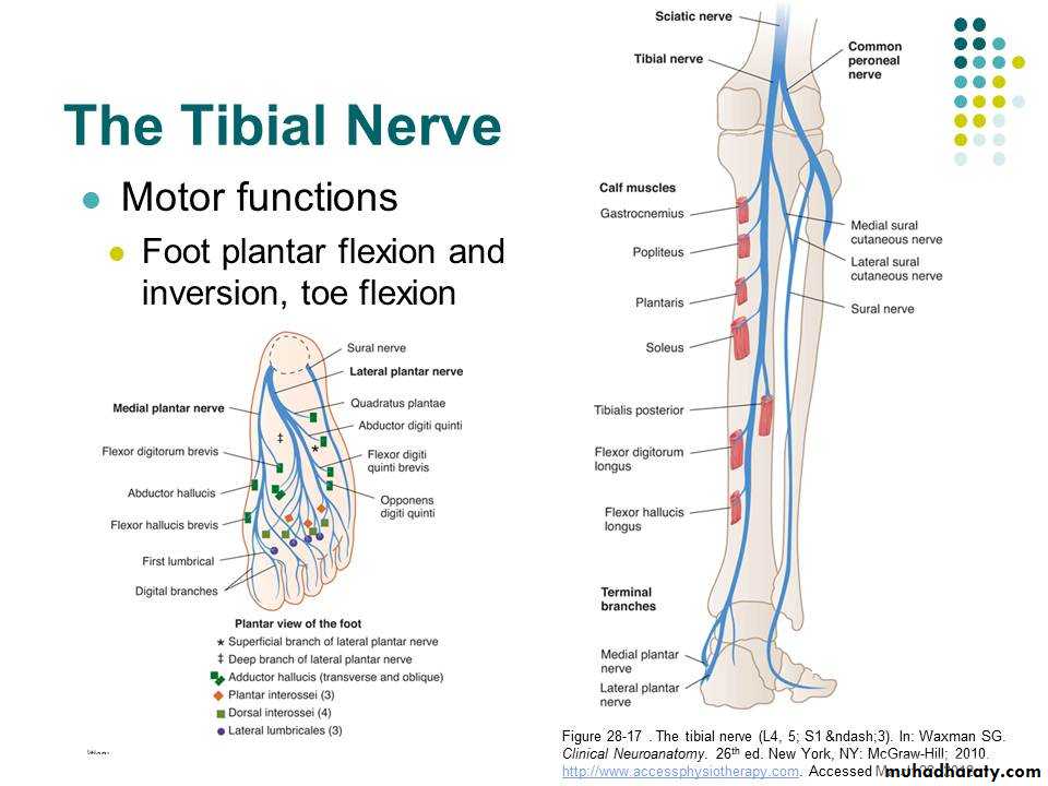Front of the leg and dorsum of the foot