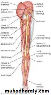 Front of the leg and dorsum of the foot