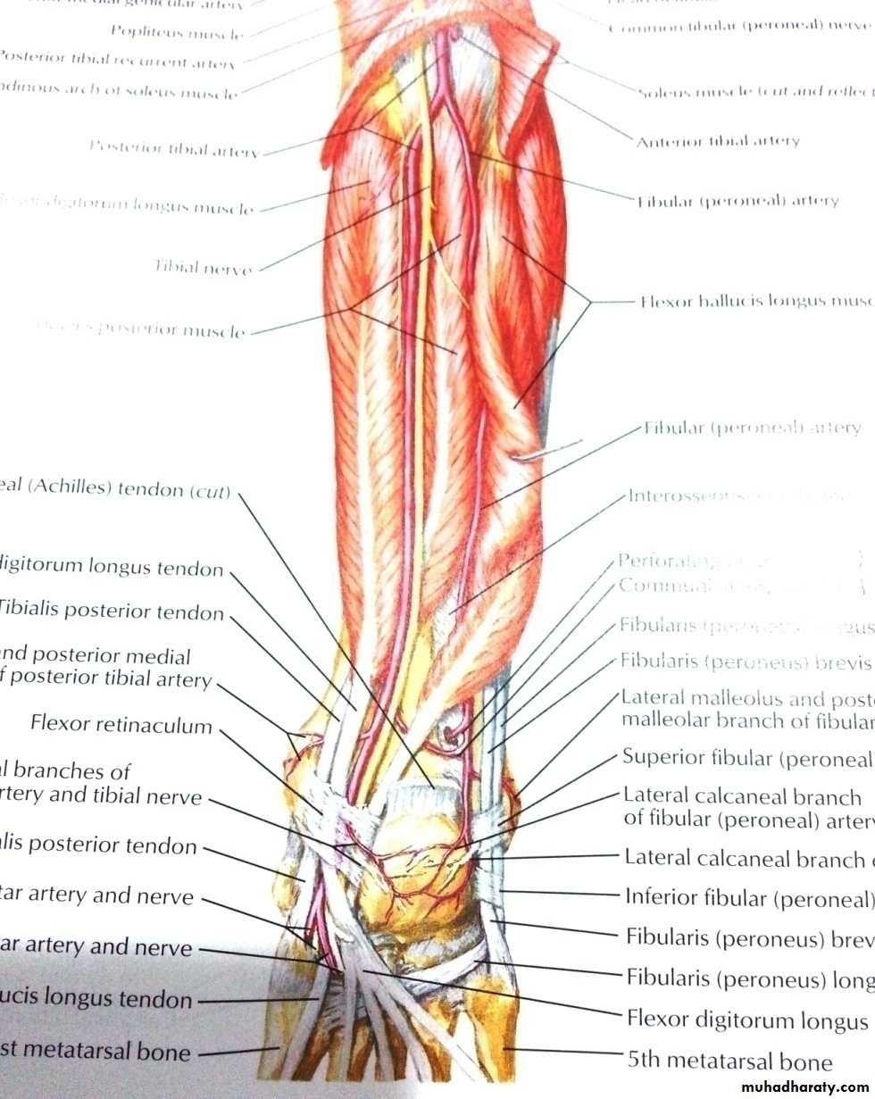Front of the leg and dorsum of the foot