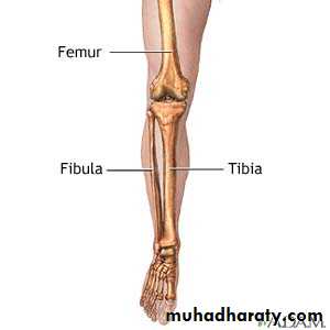 Front of the leg and dorsum of the foot
