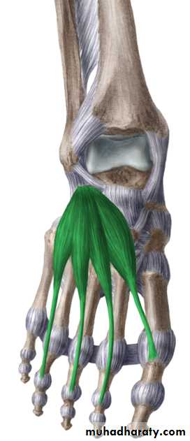 Front of the leg and dorsum of the foot