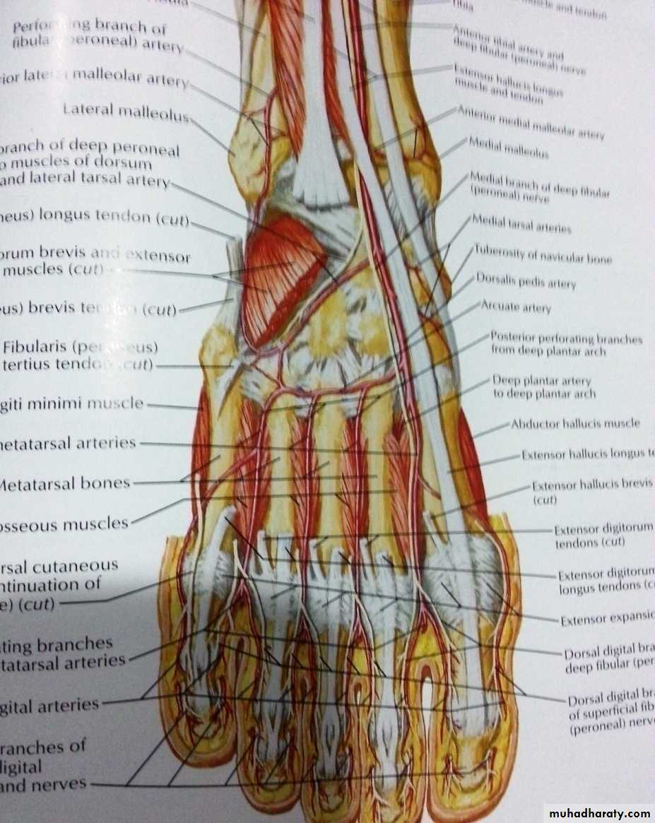Front of the leg and dorsum of the foot