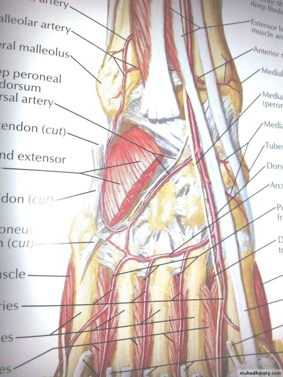 Front of the leg and dorsum of the foot