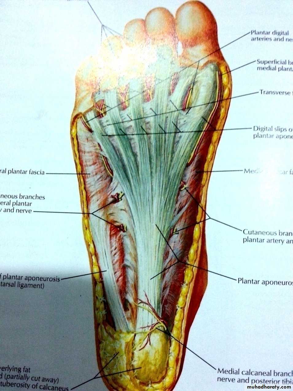Front of the leg and dorsum of the foot