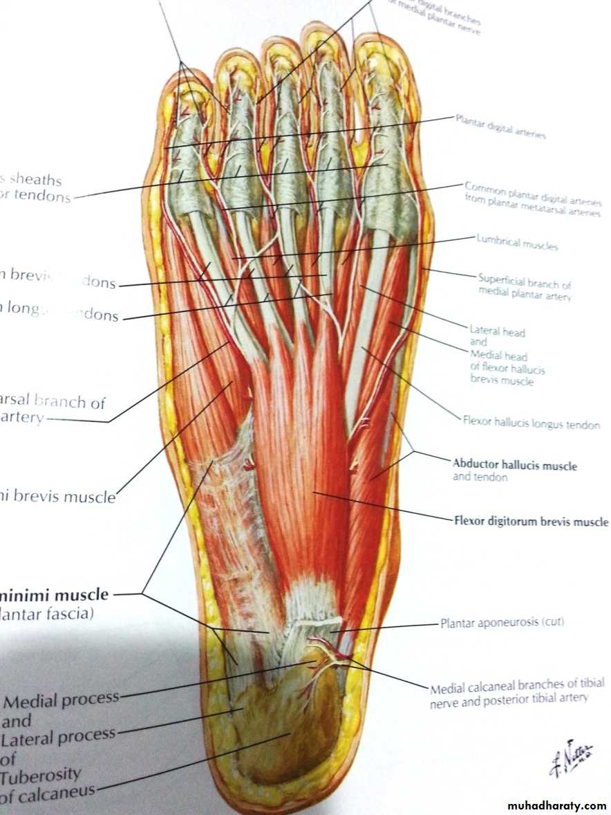 Front of the leg and dorsum of the foot