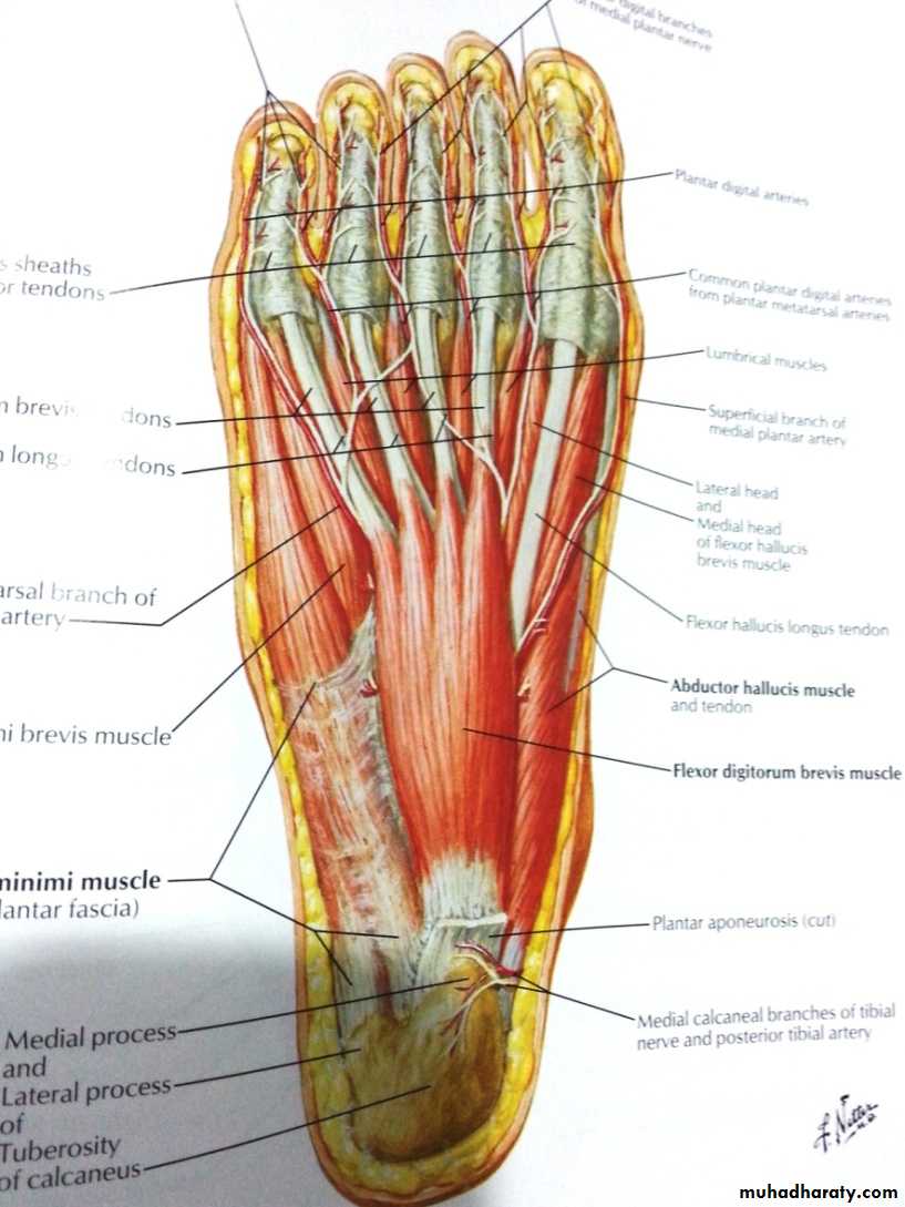 Front of the leg and dorsum of the foot