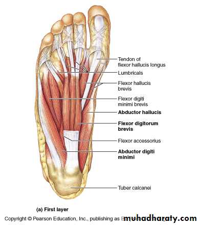 Front of the leg and dorsum of the foot