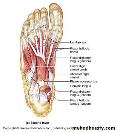 Front of the leg and dorsum of the foot