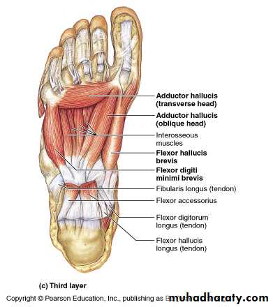 Front of the leg and dorsum of the foot