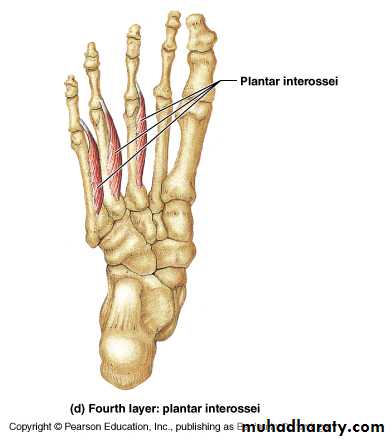 Front of the leg and dorsum of the foot