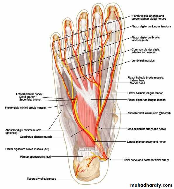 Front of the leg and dorsum of the foot