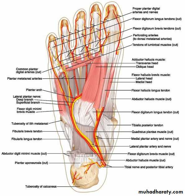 Front of the leg and dorsum of the foot