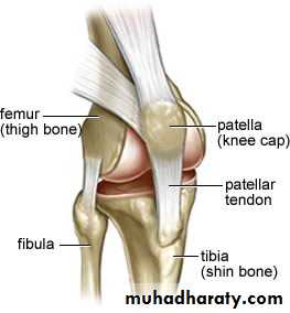 Front of the leg and dorsum of the foot