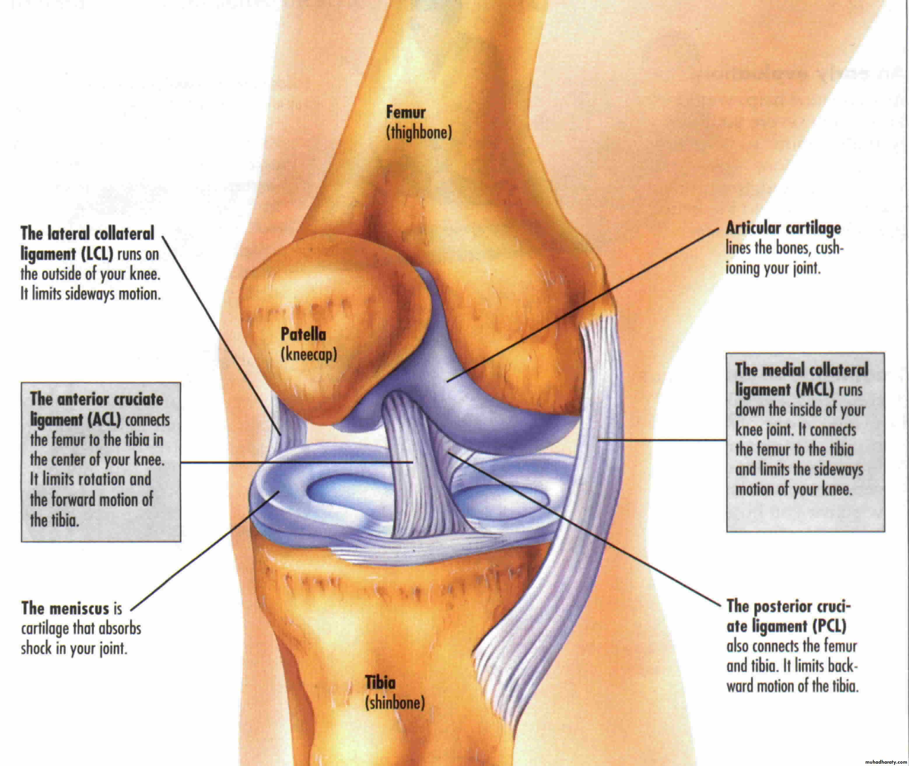 Front of the leg and dorsum of the foot