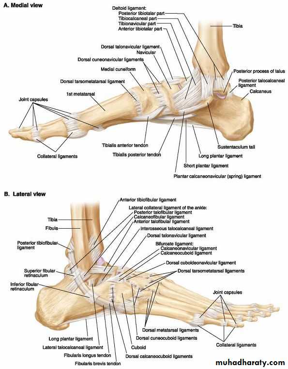 Front of the leg and dorsum of the foot