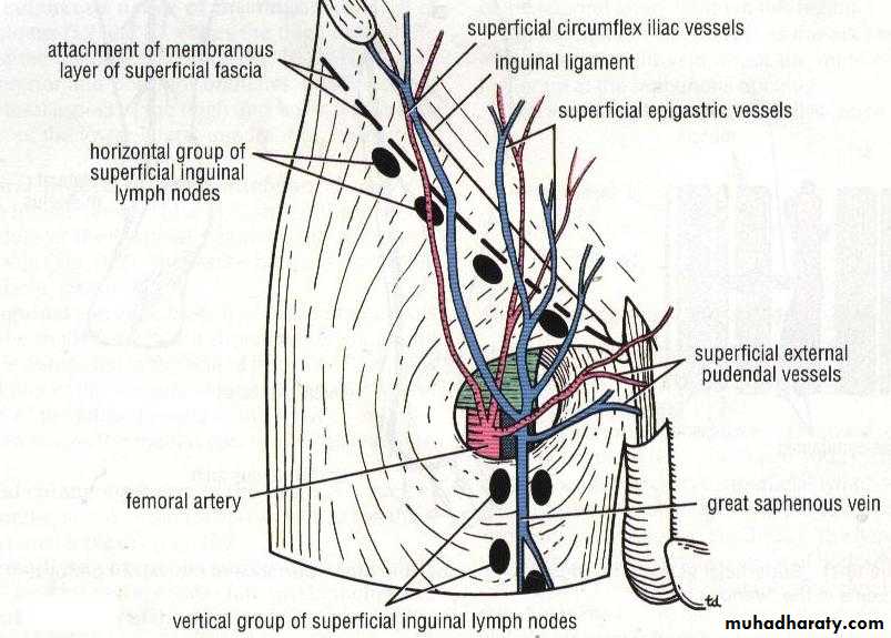 Front of the leg and dorsum of the foot
