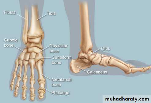 Front of the leg and dorsum of the foot