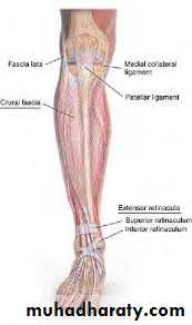 Front of the leg and dorsum of the foot