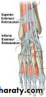 Front of the leg and dorsum of the foot