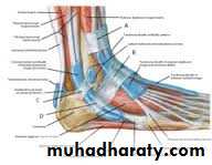 Front of the leg and dorsum of the foot