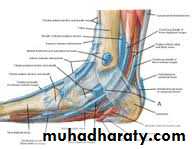 Front of the leg and dorsum of the foot