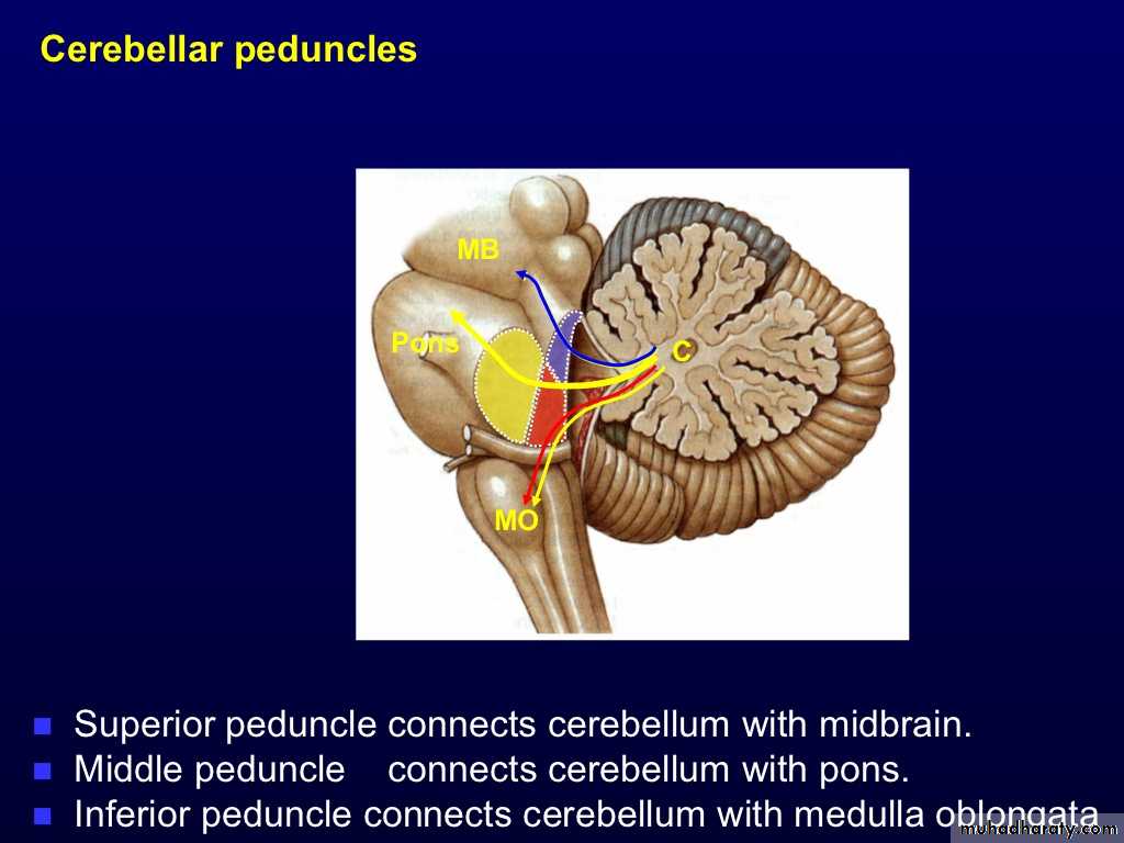 ataxia