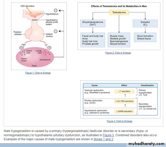 Endocrine