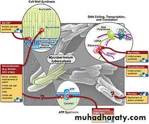 Tuberculosis