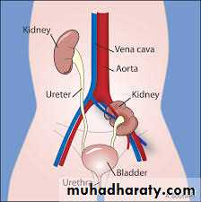 Urology