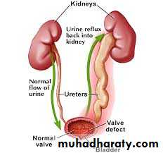 Urology