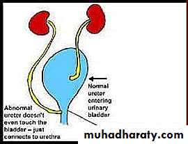 Urology