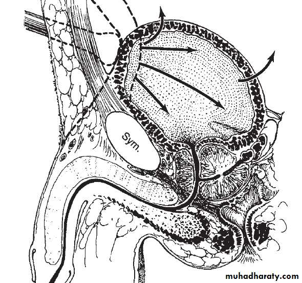 Urology