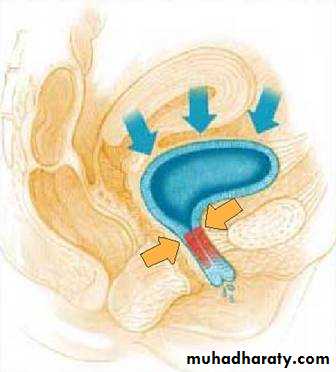 Urology