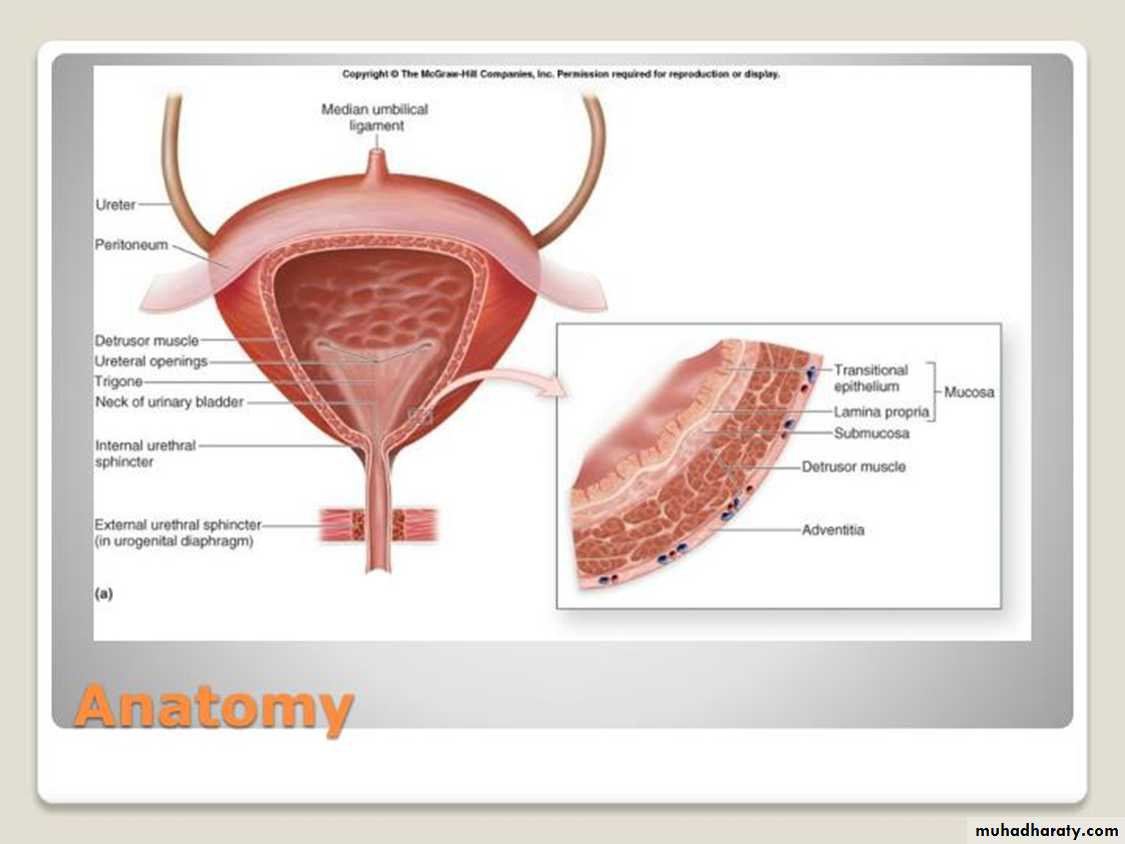 Urology
