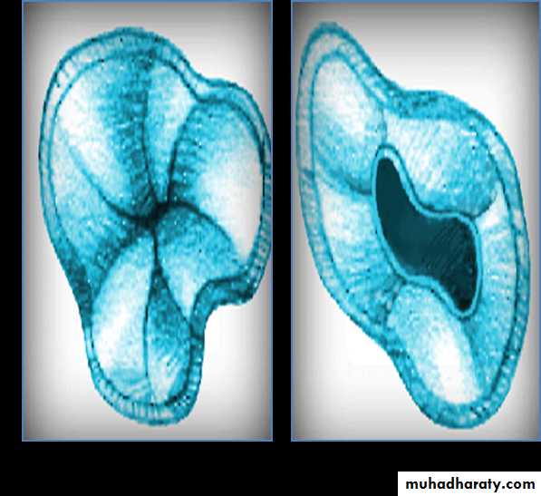 Urology