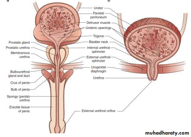 Urology