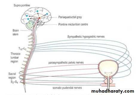 Urology