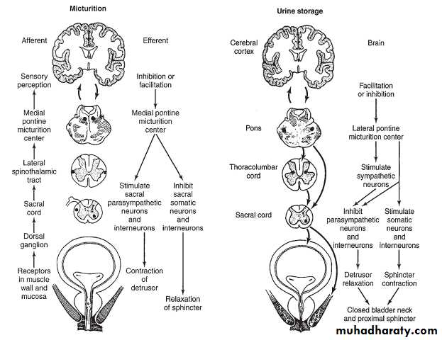 Urology